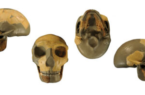 The Discovery of an Ancient Skull Could Lead to the Establishment of a New Human Species