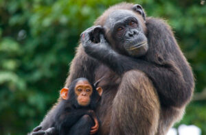 Are Humans More Naturally Curious Than Our Ape Relatives?
