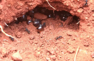 Exploring the Role of Gusher-Like HoneyPot Ants in Antibiotic Development