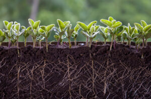 Unveiling the Methods Researchers Use to Develop Drought-Resistant Crops