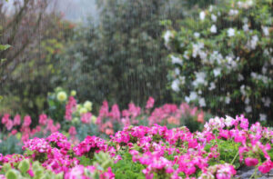 Building Your Own Rain Garden: A Step-by-Step Guide and its Benefits