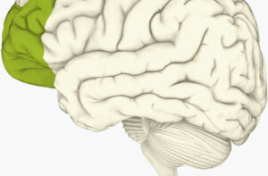 How Does Disciplinary Spanking Impact the Brain: Evaluating its Effectiveness