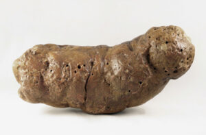 Parasitic Infestation Found in Fossilized Excrement of Prehistoric Reptiles