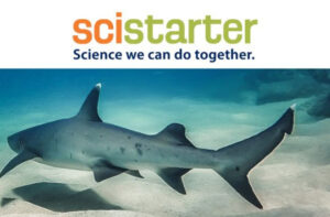 Get Ready for Shark Week with These Five Shark Science Projects!
