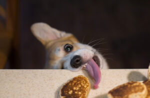Best Foods for Dogs and Foods to Avoid: A Comprehensive Guide